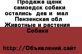Продажа щенк.самоедск.собаки:остались-1дев.и 1мал  - Пензенская обл. Животные и растения » Собаки   